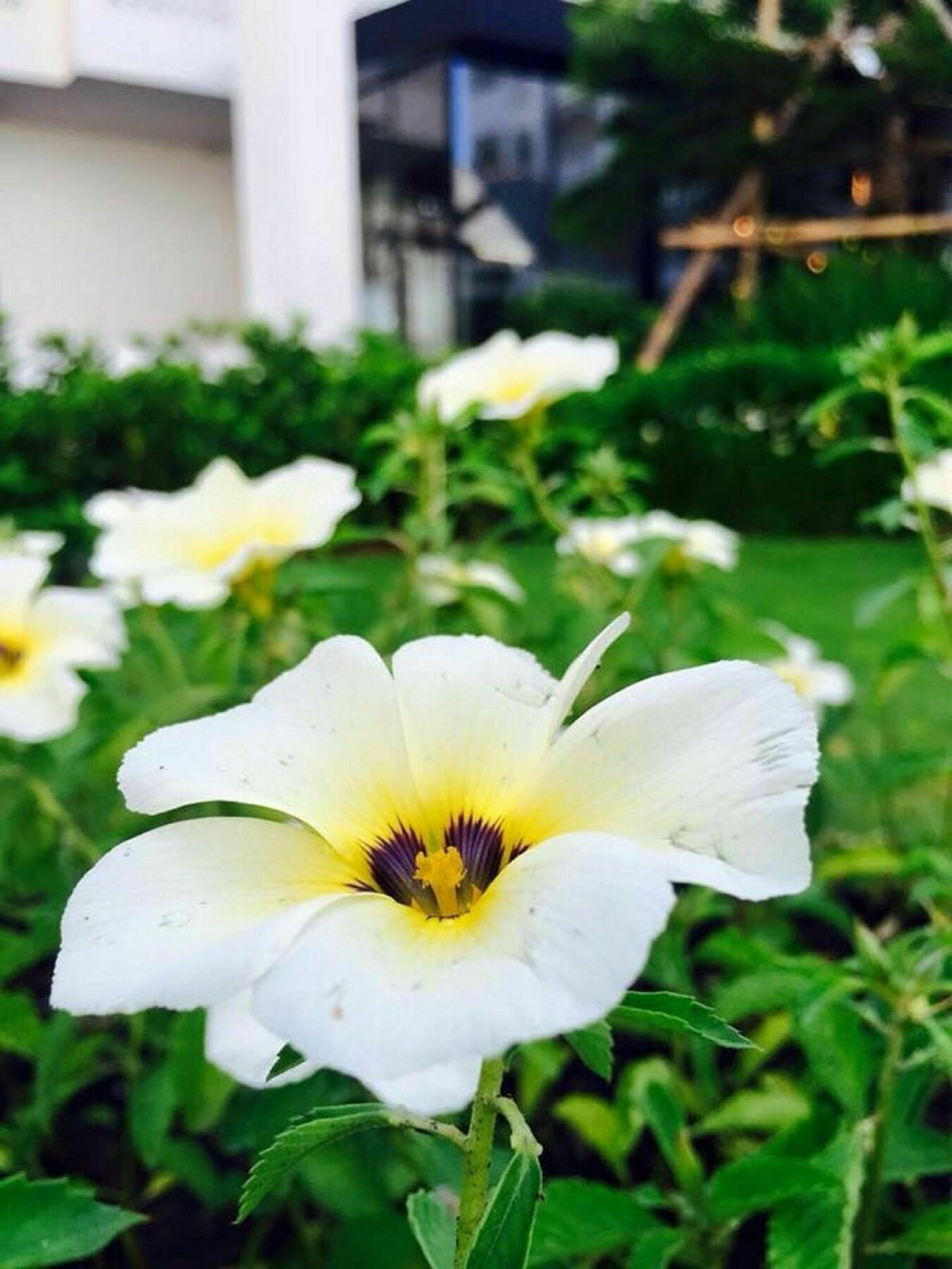 코라나리 코트야드 부티크 호텔 나콘라차시마 외부 사진